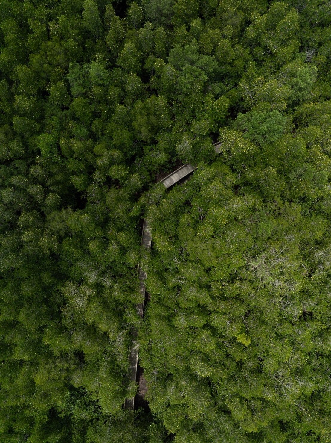 Blu Green Token - Mangrove Forest Image